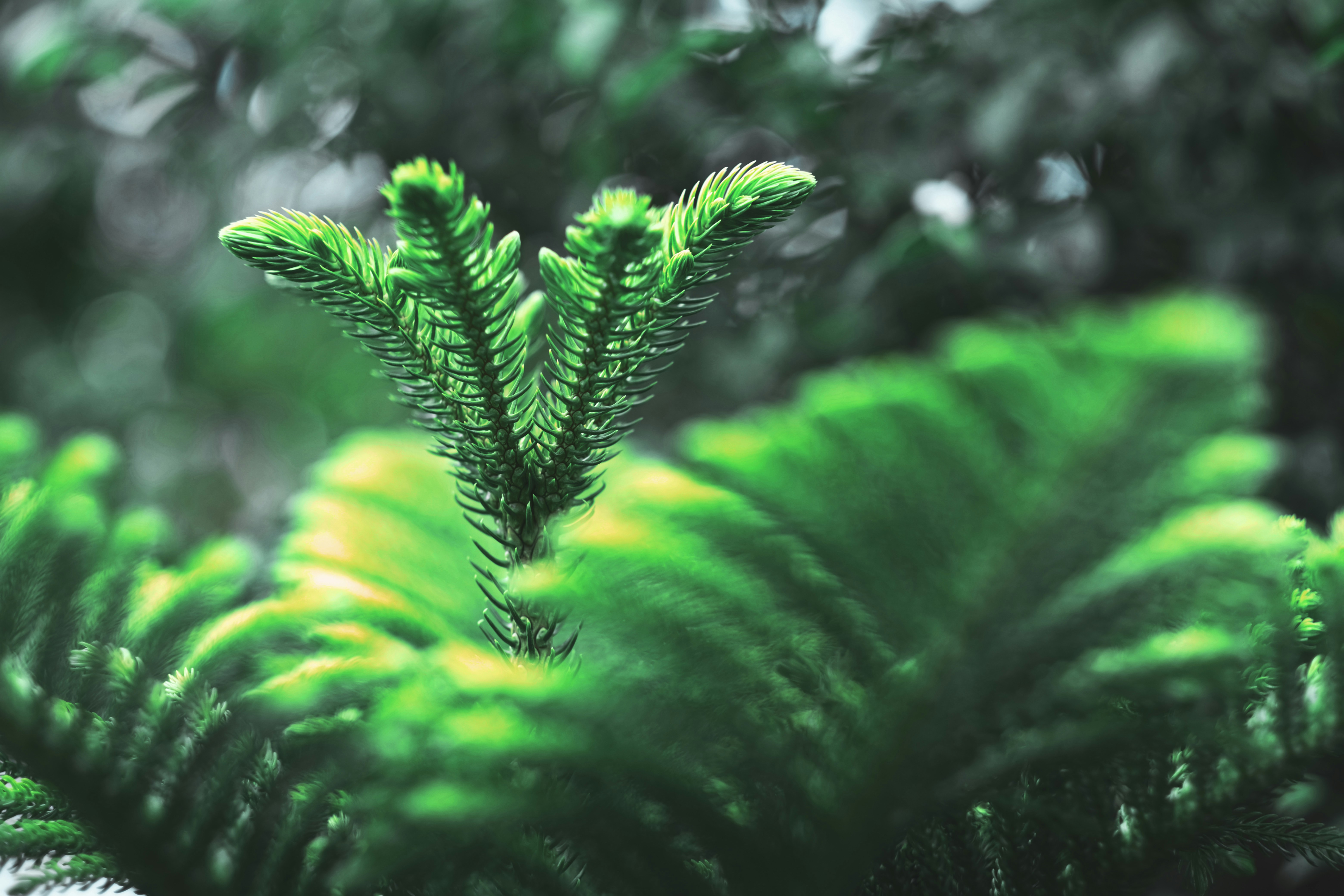 Photo by potofgold07