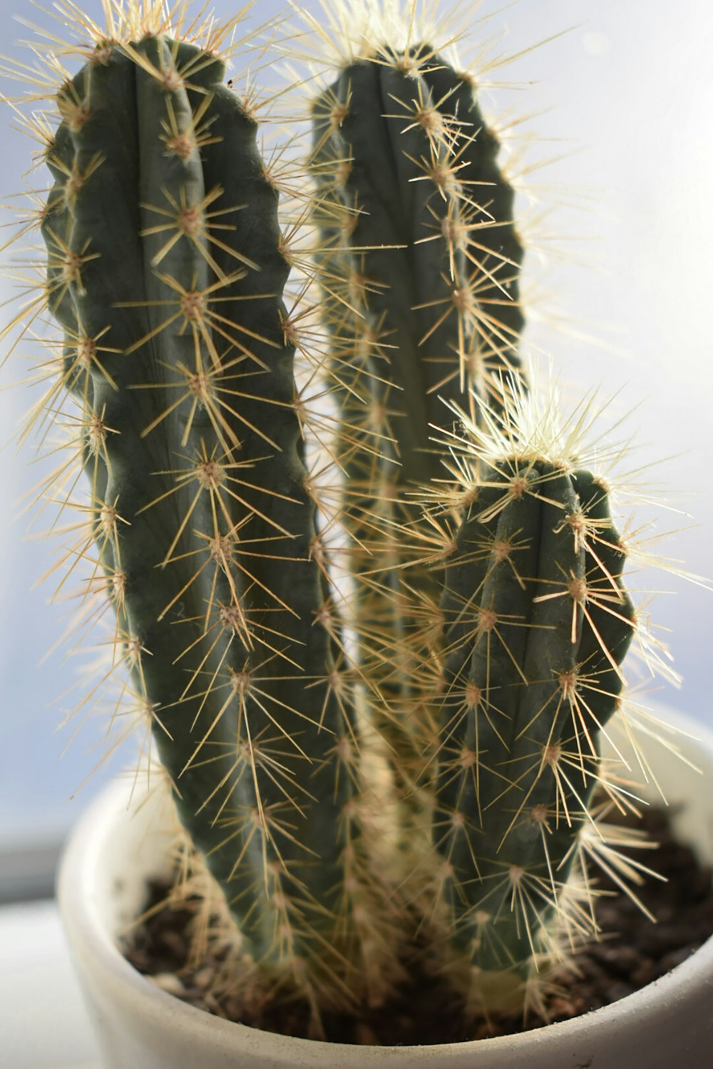 白と緑のサボテン植物