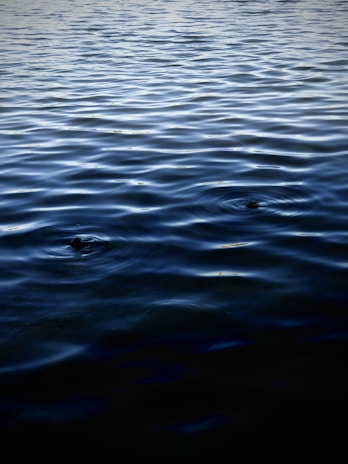 Oscillation waves captured in a fluid medium, showing ripple patterns and interference.