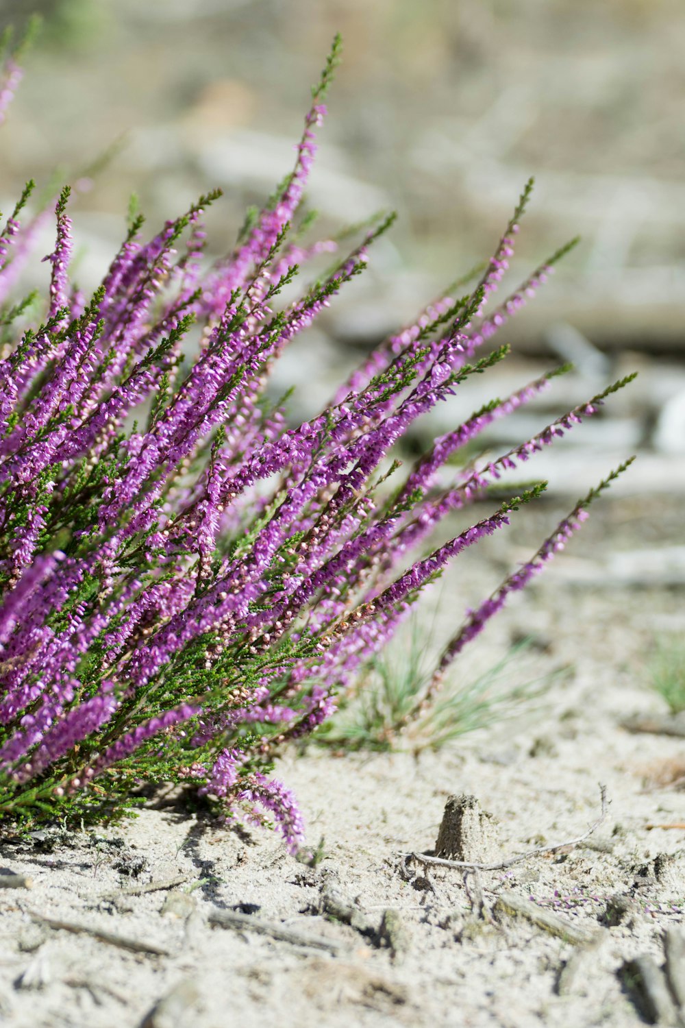 purple flowers on brown sand