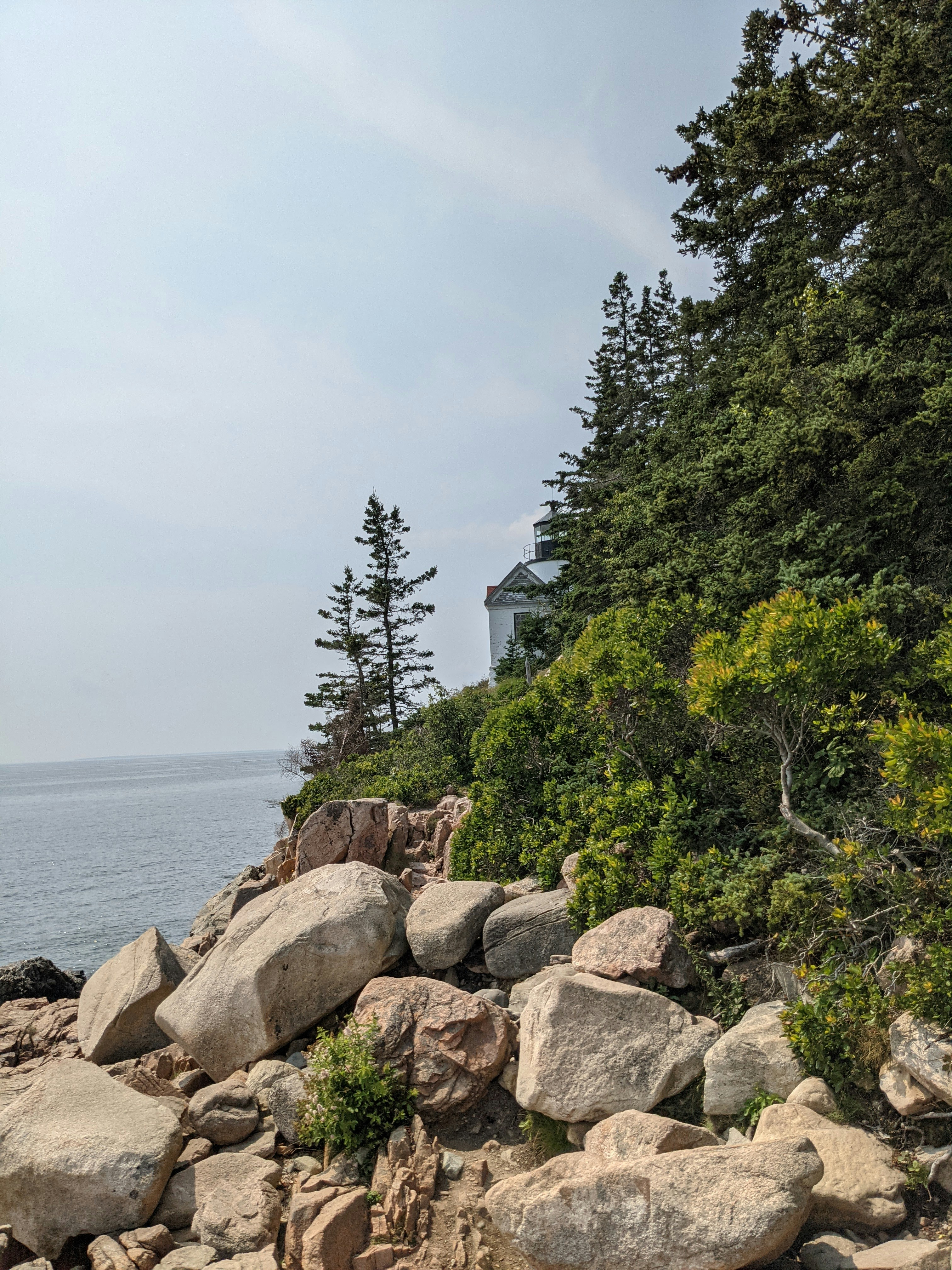 green trees near body of water during daytime