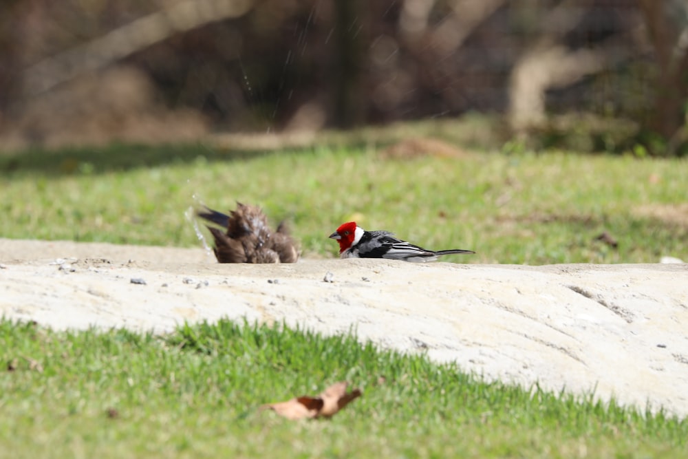 black and red bird on white concrete road during daytime