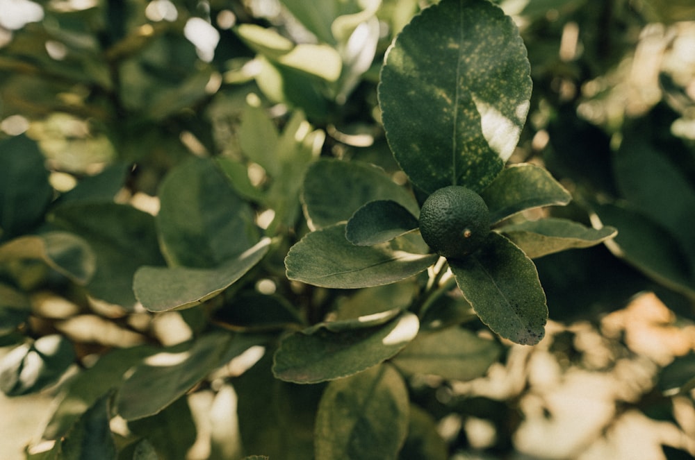 green leaves in tilt shift lens