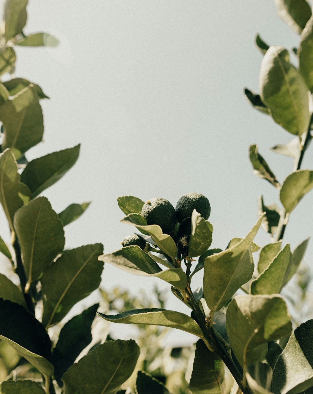 green plant under white sky during daytime