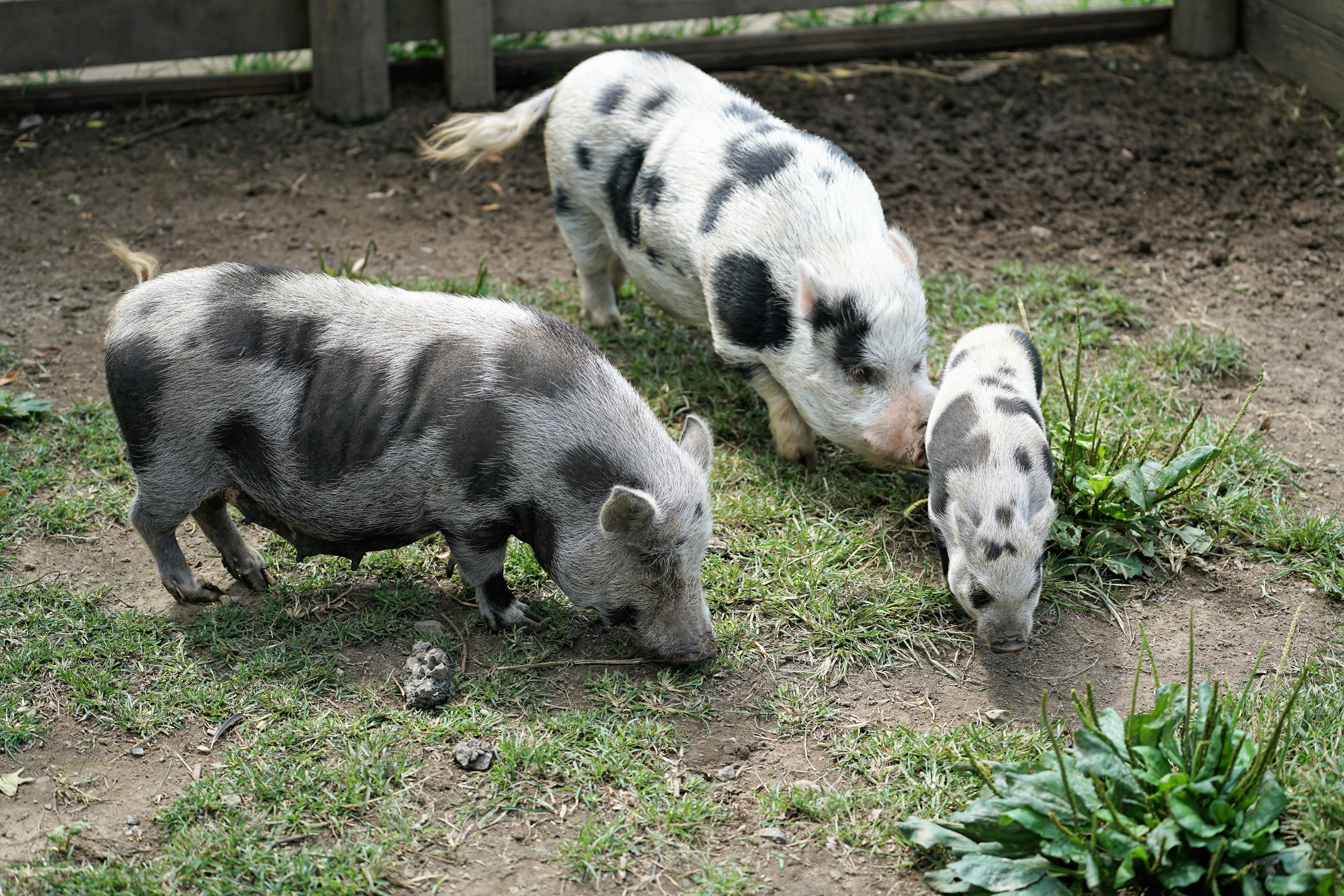 Whimsical Pig Investment Adventure