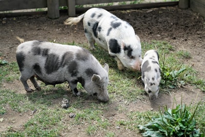 Three pigs with black and white spots are in a fenced area, grazing on grass. The pigs vary in size, suggesting they are at different stages of growth. The ground is covered with patches of green grass and dirt, and there are a few small plants scattered around. The fence in the background is made of wooden planks.