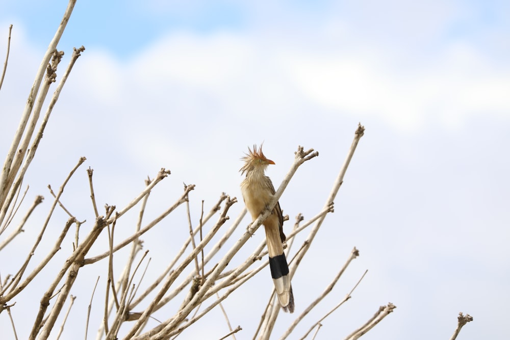 brown bird on brown tree branch during daytime