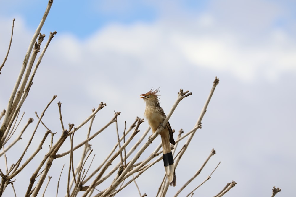 brown and white bird on brown tree branch during daytime