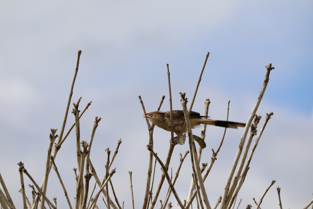 brown birds on brown tree branch during daytime