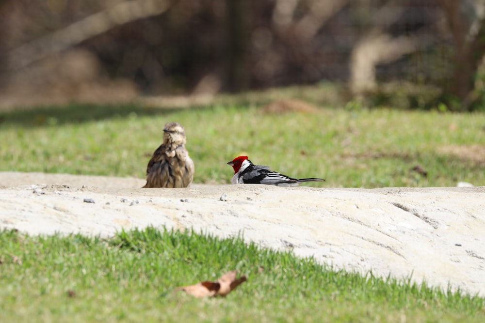 two brown and black birds on white concrete surface during daytime