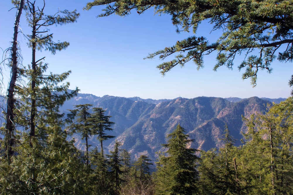 Grüne Bäume in der Nähe von Brown Mountain unter blauem Himmel tagsüber