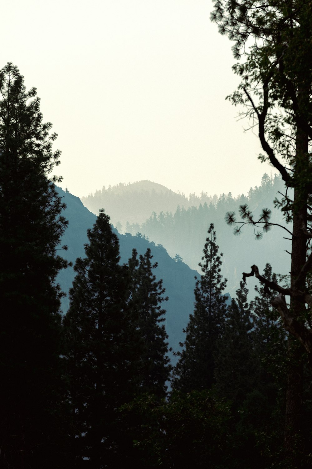 árvores verdes na montanha durante o dia nebuloso