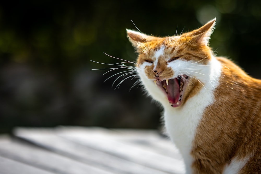 orange and white tabby cat on snow covered ground during daytime