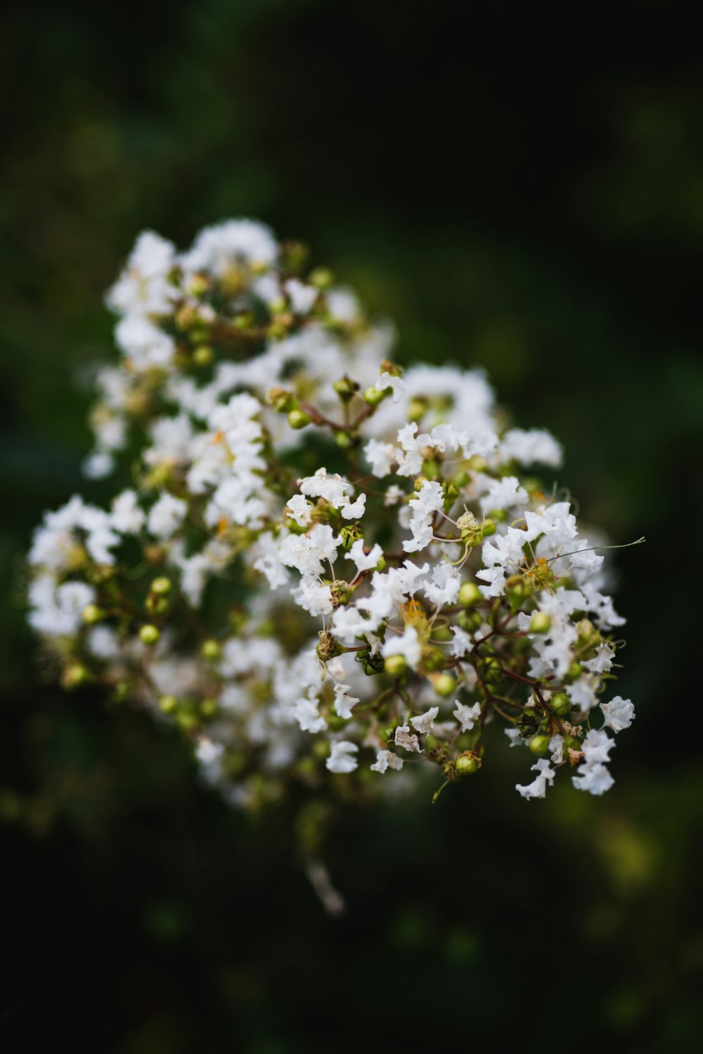 white flowers in tilt shift lens