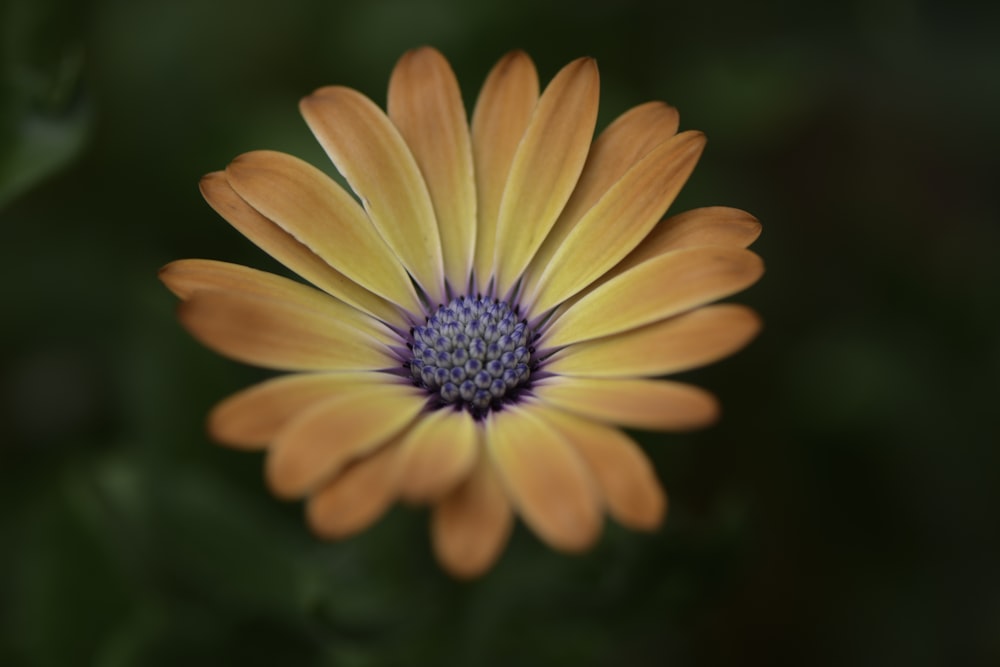 orange and white flower in macro lens photography