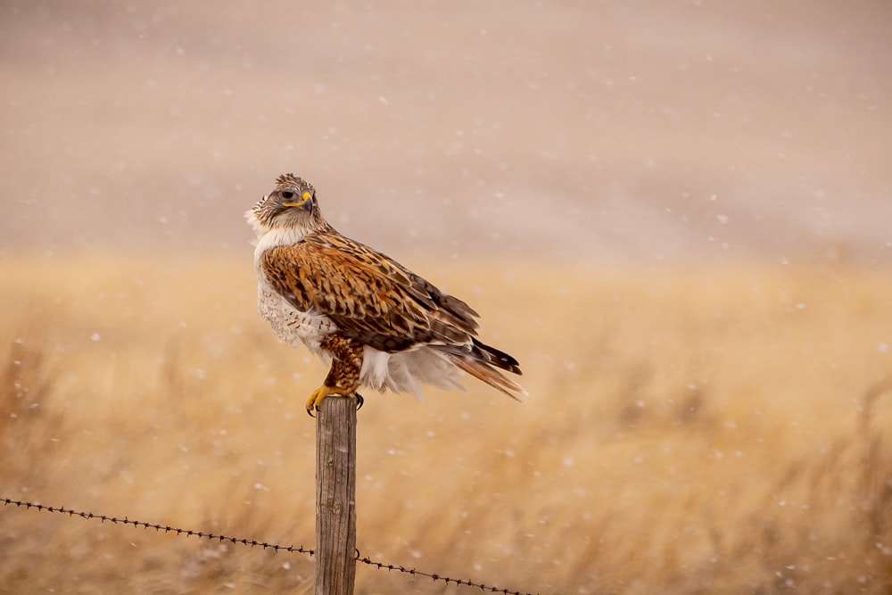 brown and white bird on brown wooden post during daytime