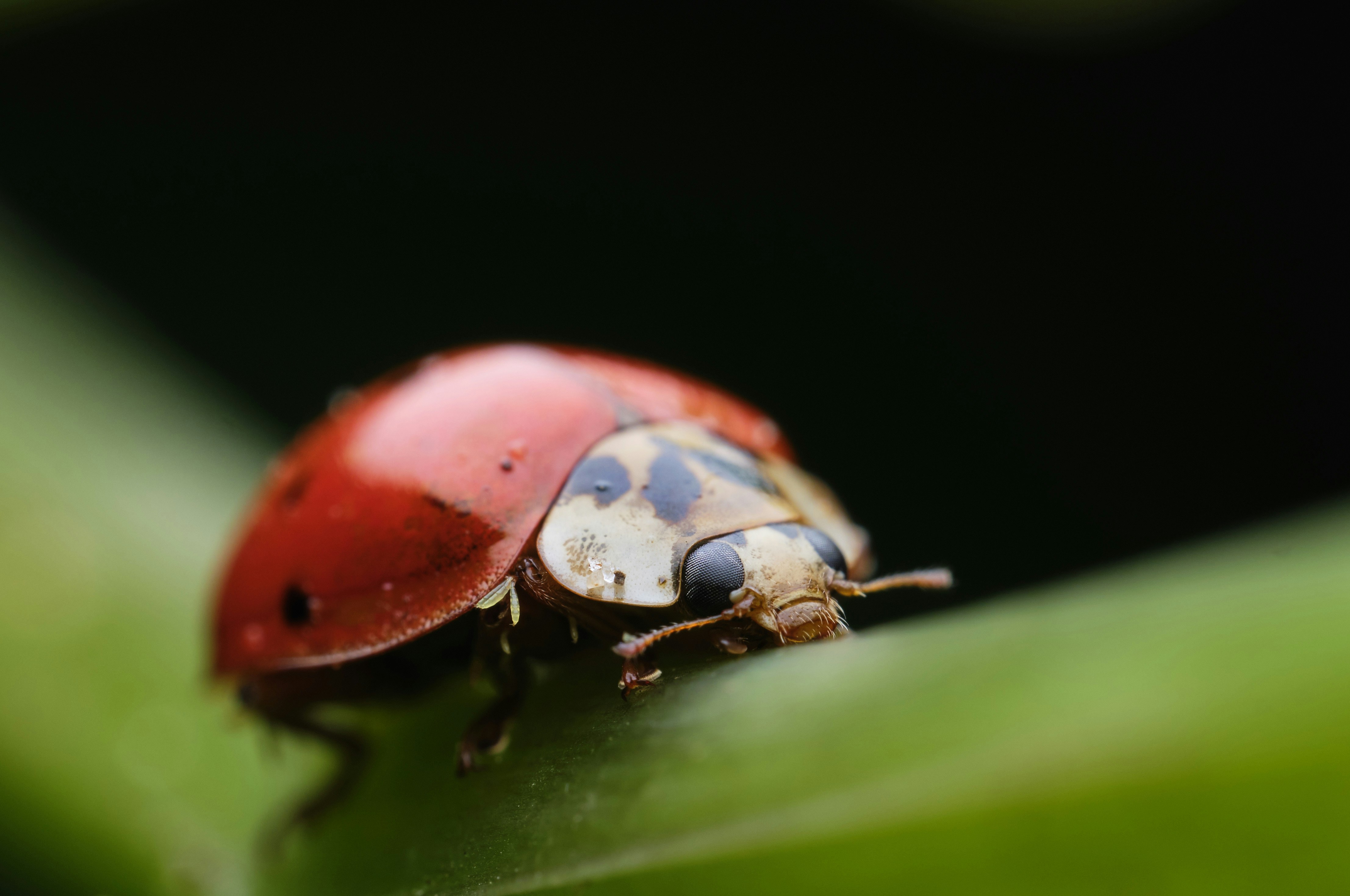 Photo by victor_vector