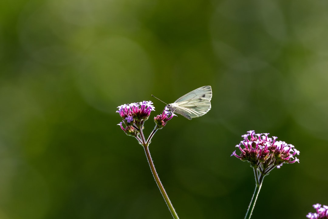 white butterfly perched on purple flower in close up photography during daytime