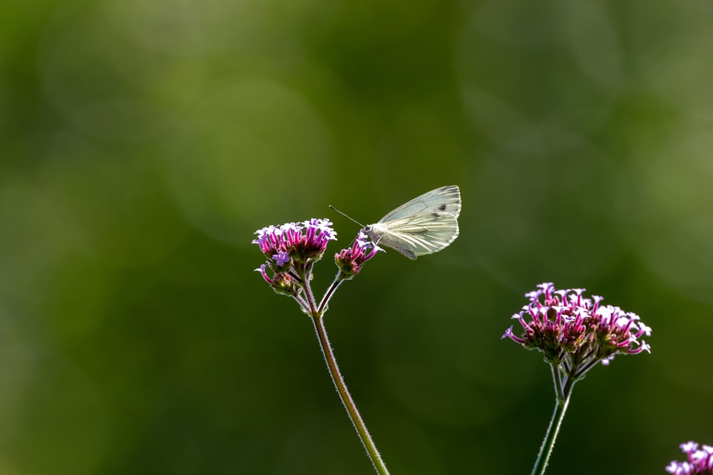 Foto mariposa blanca encaramada en una flor morada en una fotografía de  cerca durante el día – Imagen Insecto gratis en Unsplash