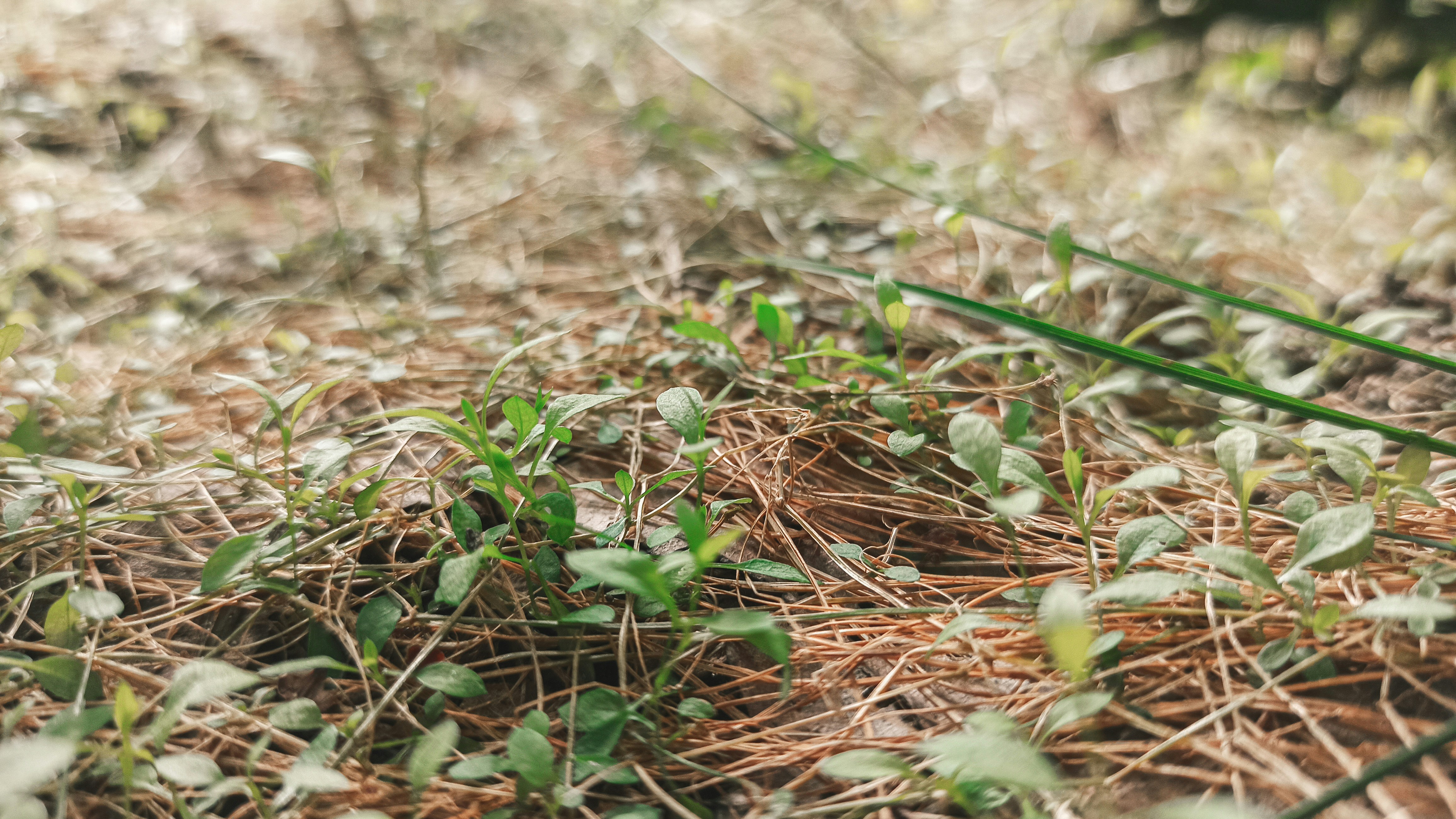 green grass on brown soil
