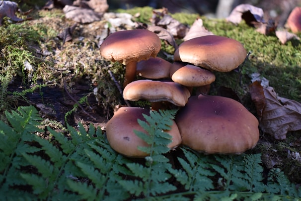 Natural daylight illuminating clusters of oyster mushrooms growing on logs.