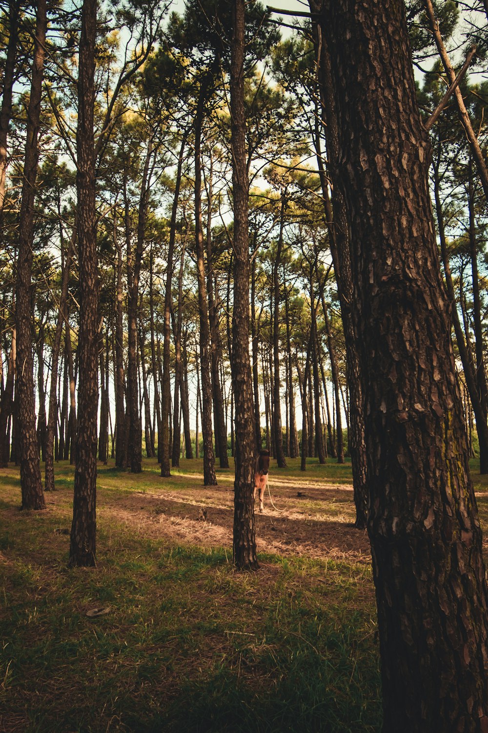 brown and green trees on green grass field during daytime