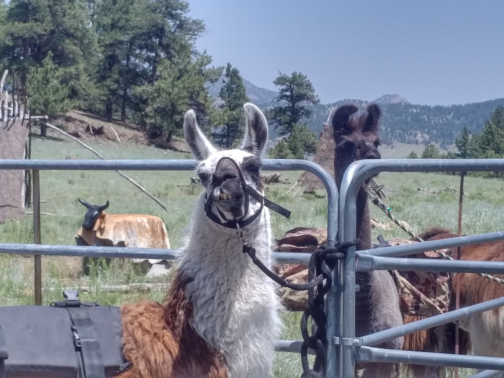 gray and white llama on blue metal fence during daytime
