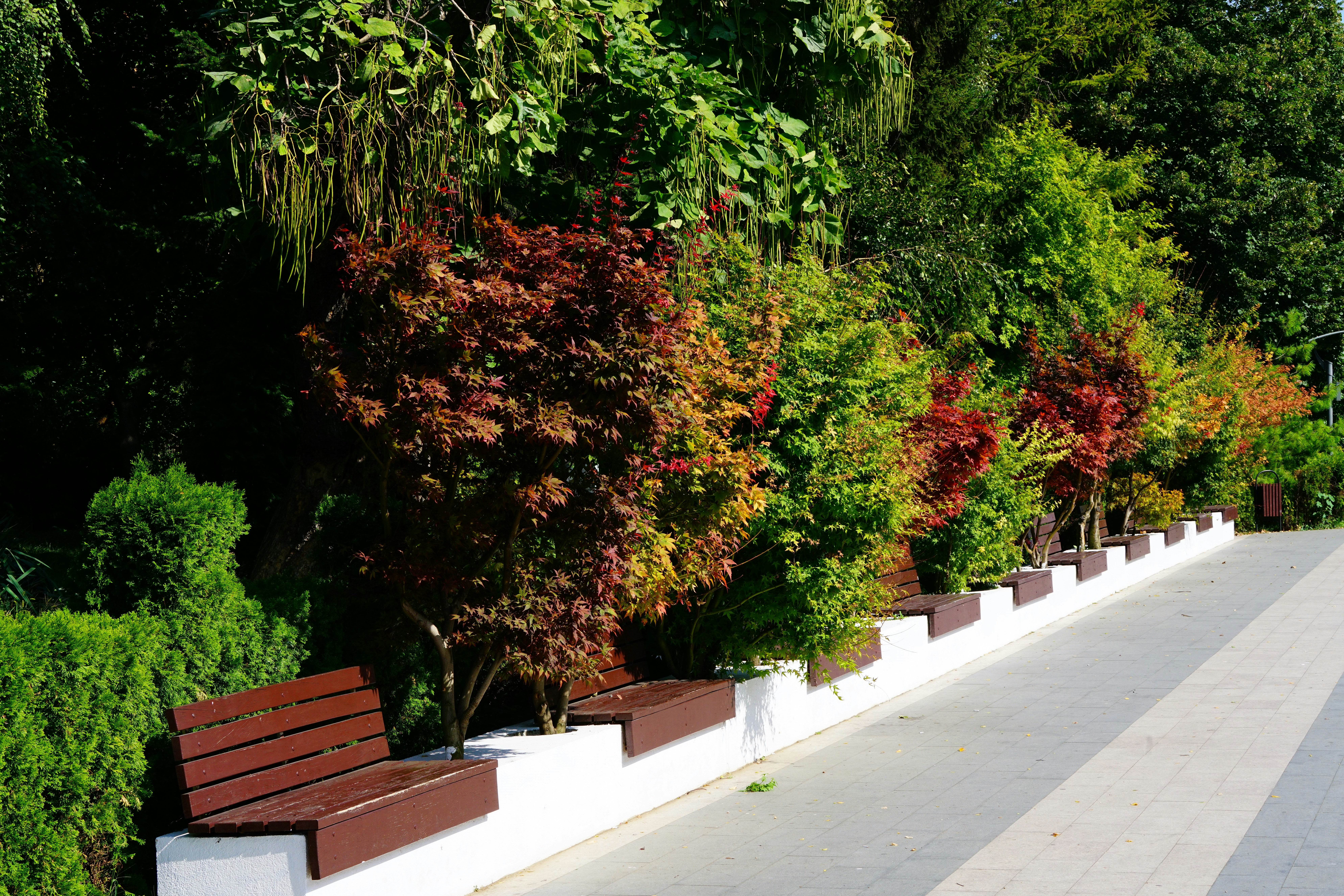 green trees beside gray concrete road during daytime
