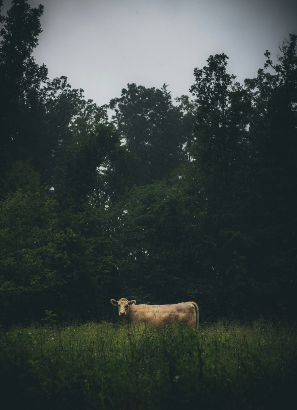 brown cow on green grass field during daytime