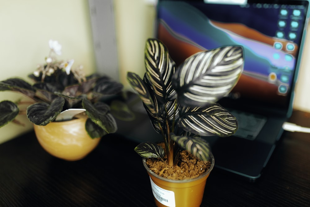 green and brown plant on brown wooden table