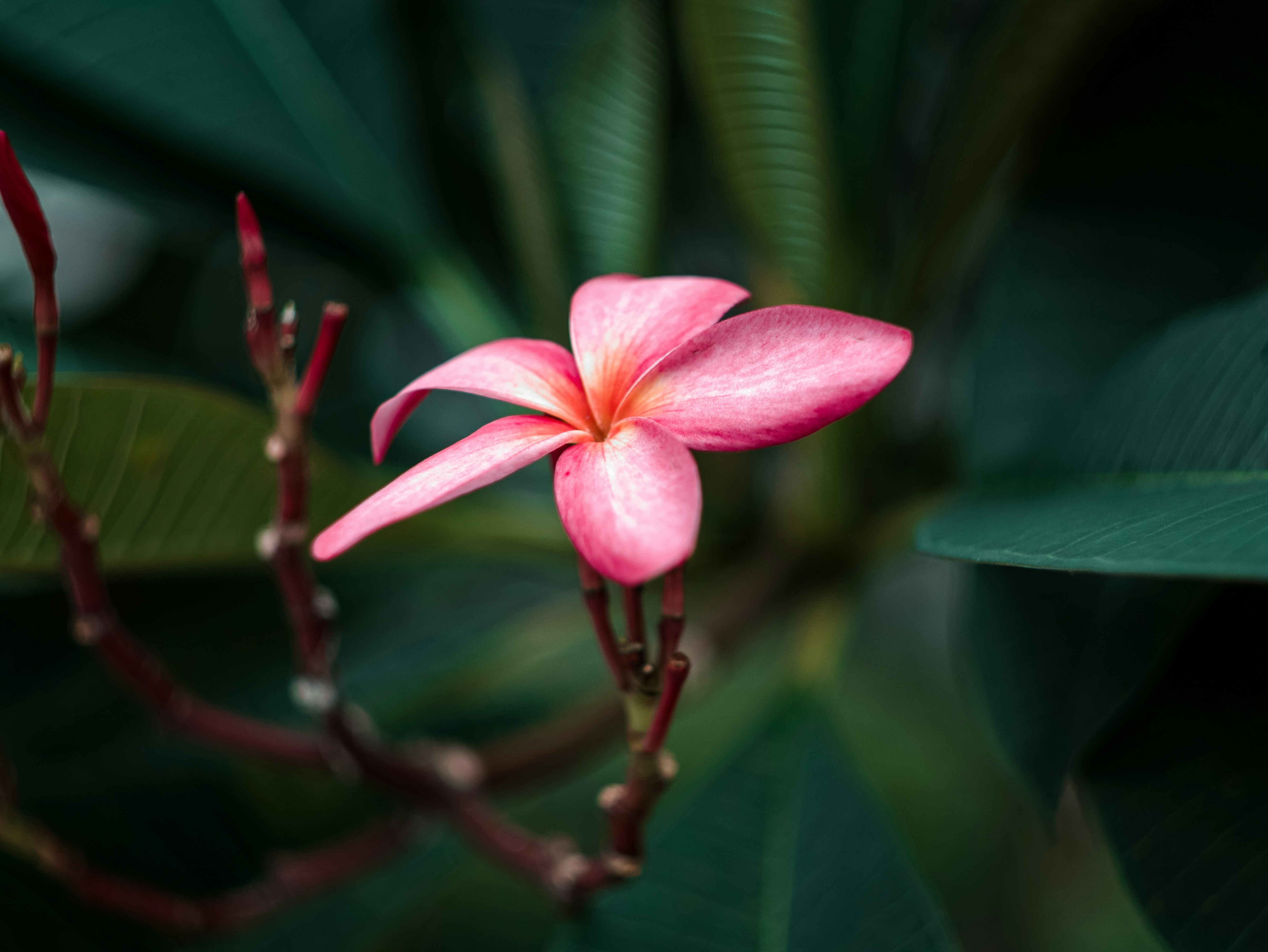 Photo by joshuafernandez