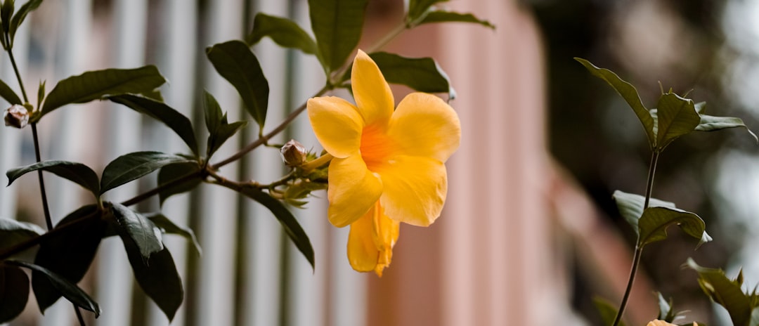 yellow flower with green leaves