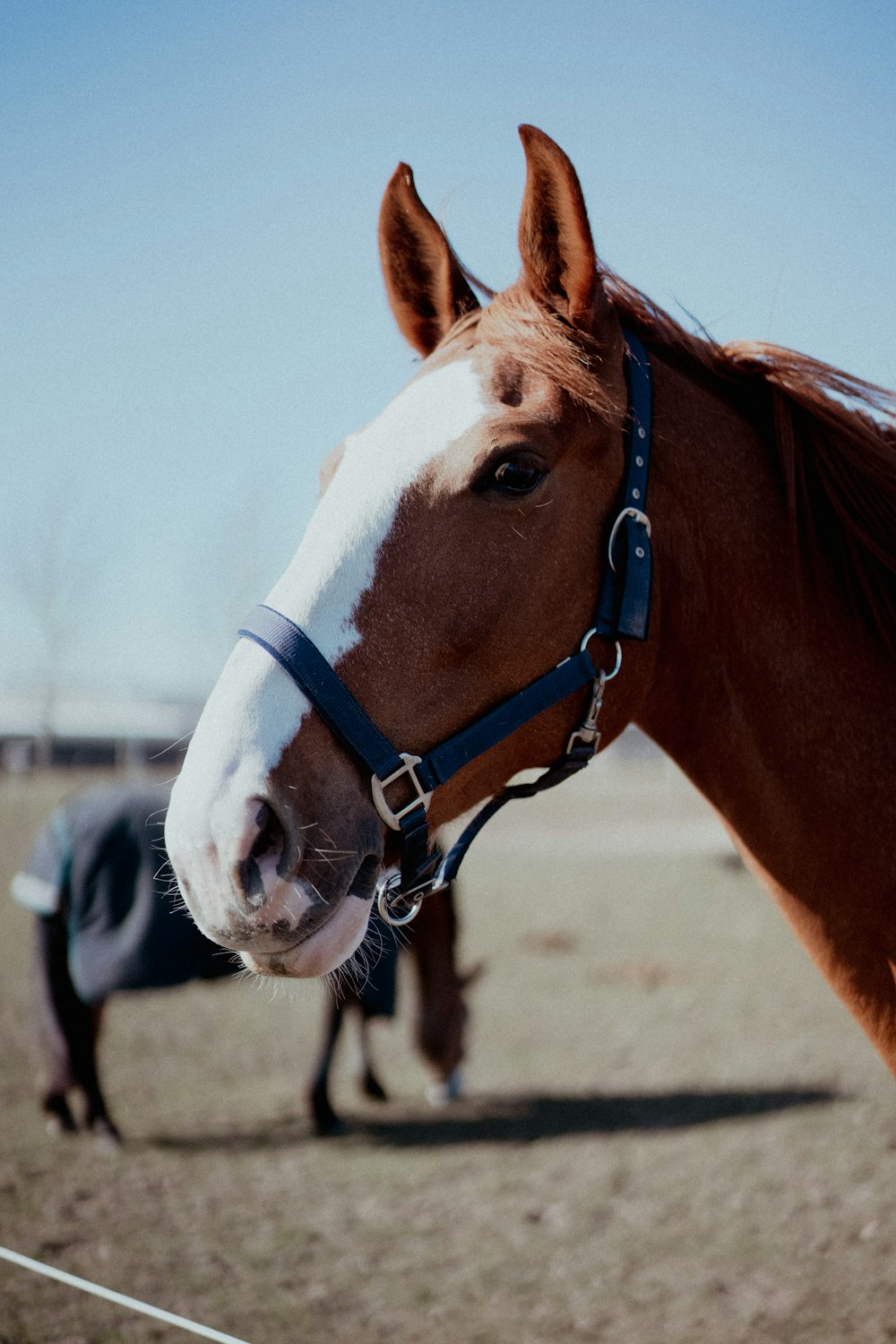 Caballo marrón y blanco durante el día