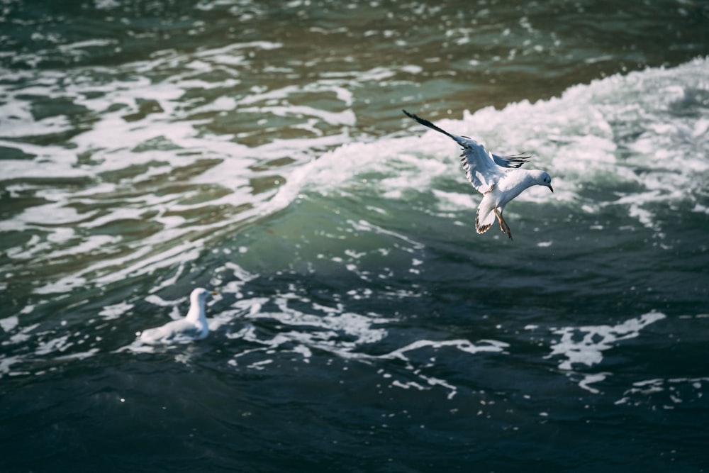 white and black bird flying over the sea during daytime