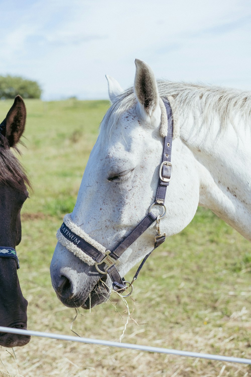 white and black horse on green grass field during daytime