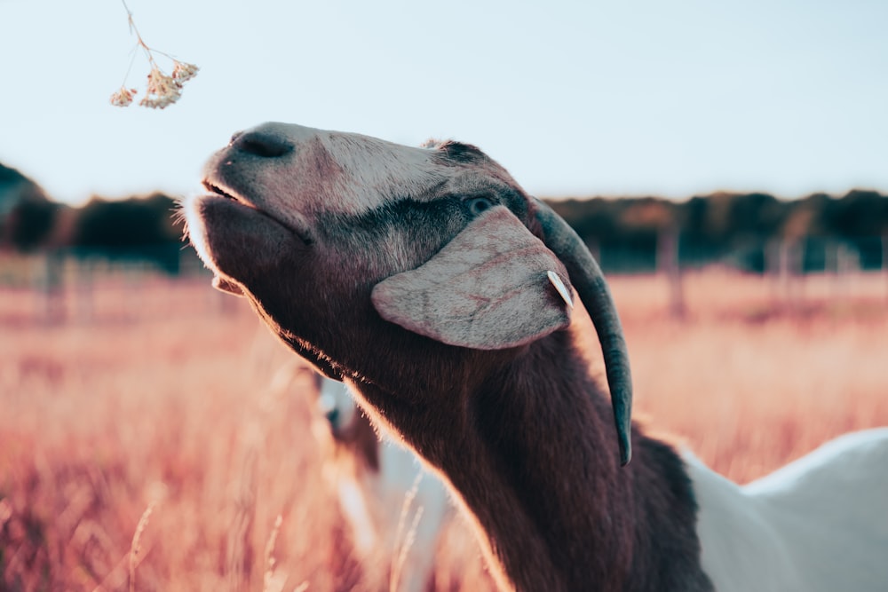 brown and white animal during daytime