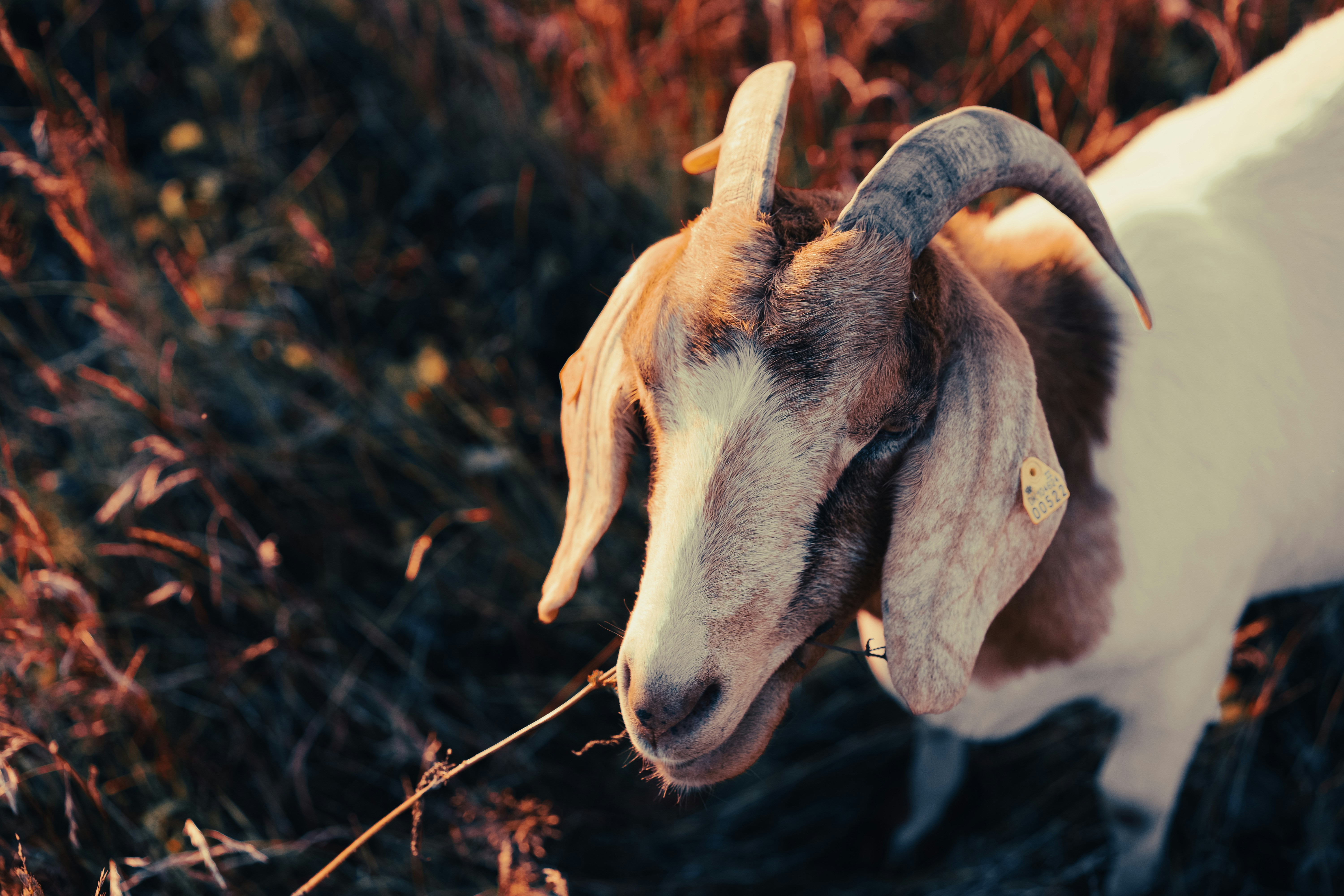 brown and white ram head