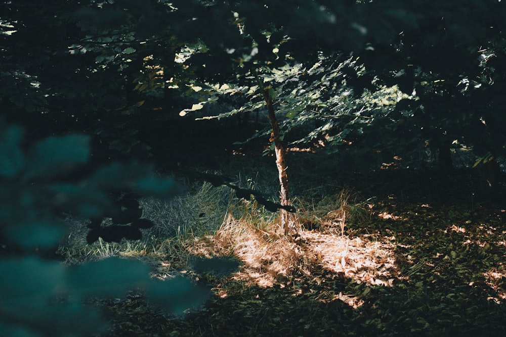 green trees beside body of water