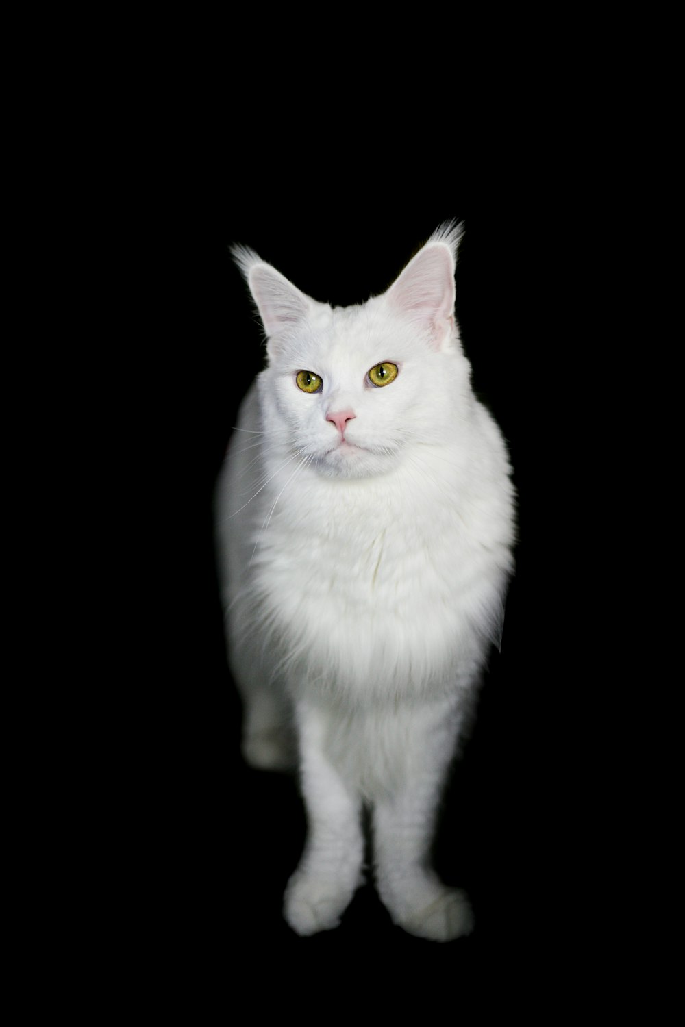 chat blanc avec fond noir
