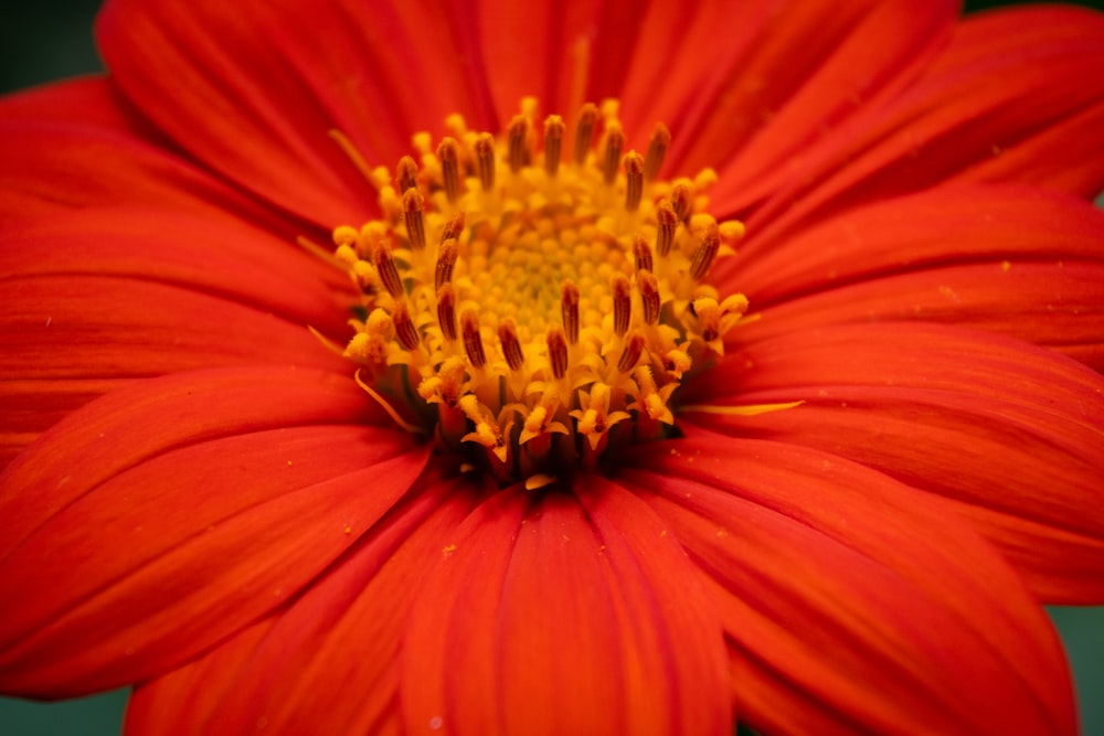 orange flower in macro shot