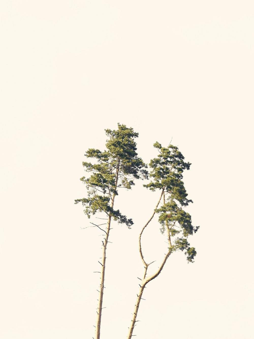 green tree under white sky