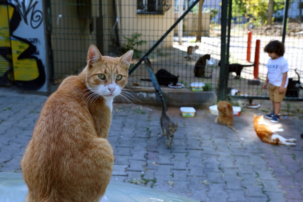 orange tabby cat on gray concrete floor