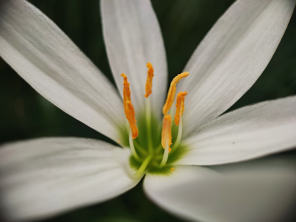 white flower with yellow stigma