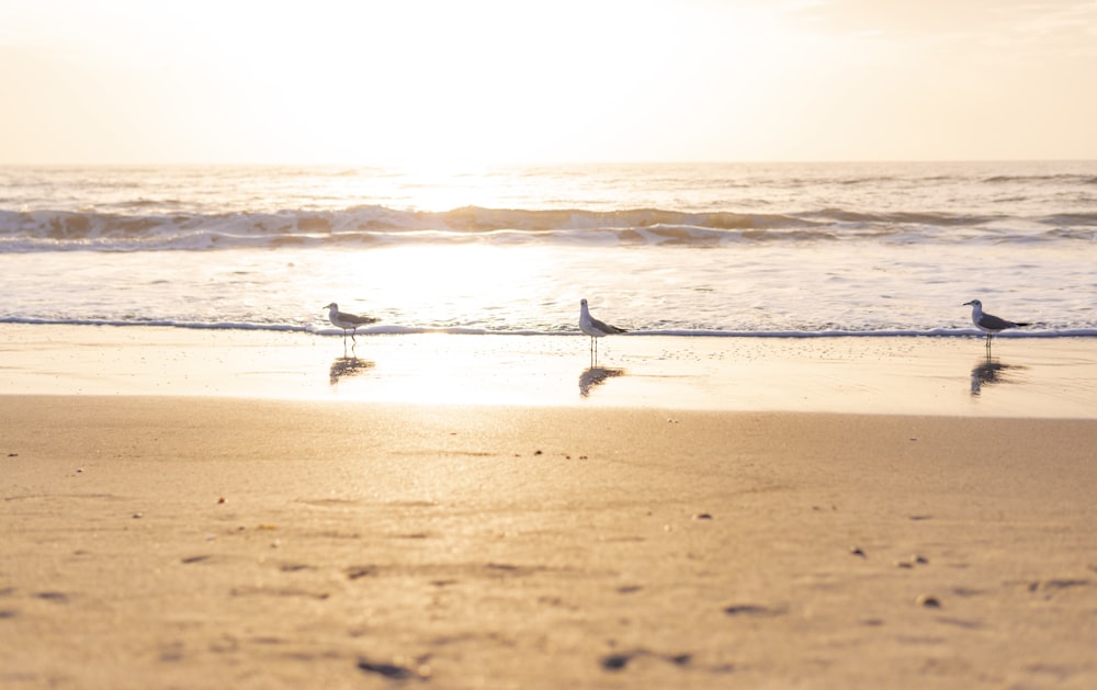 2 people walking on beach during daytime