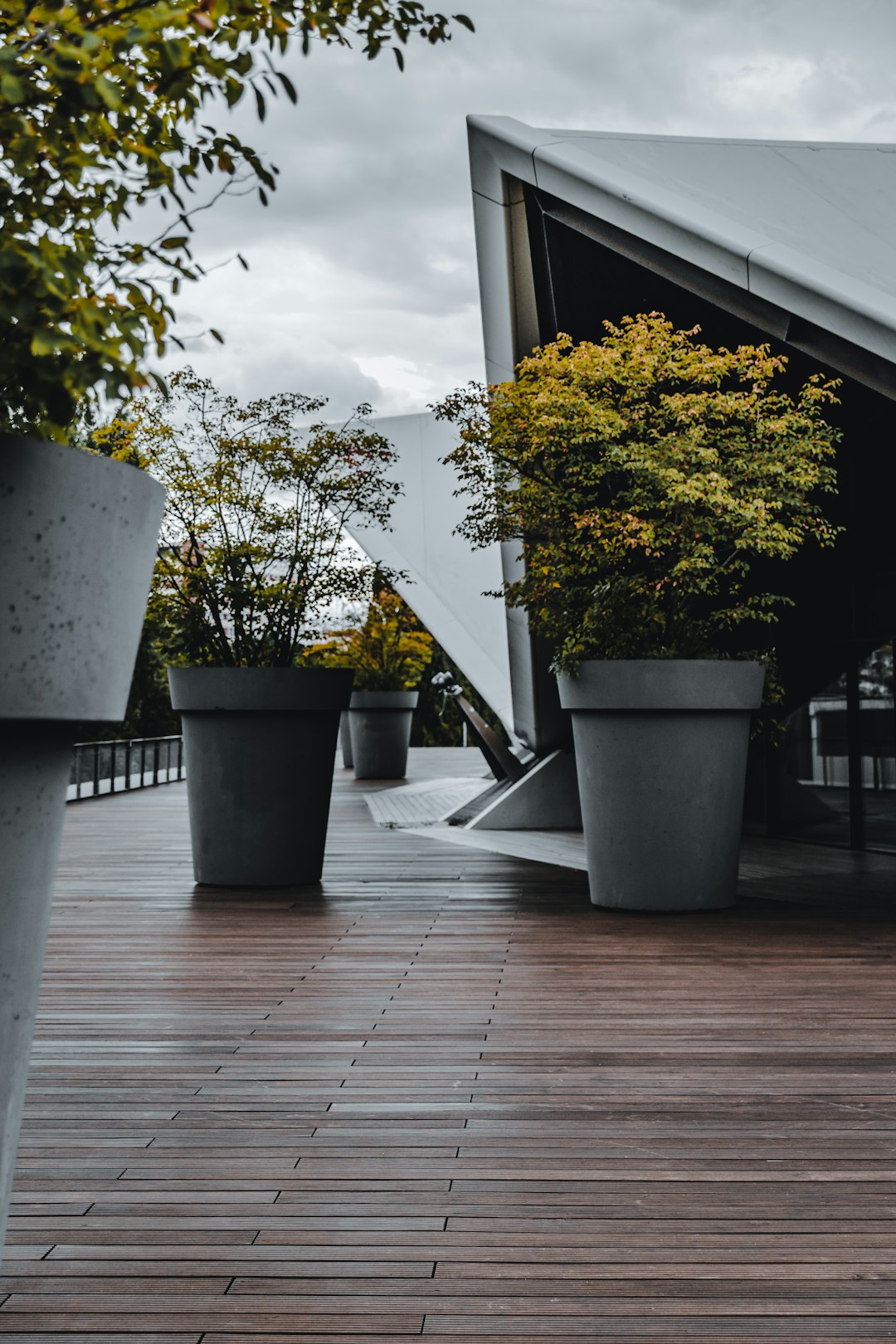 green potted plant on brown wooden floor