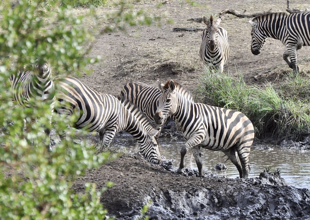 zebra che mangia l'erba durante il giorno