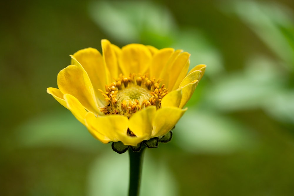 flor amarilla en lente de cambio de inclinación