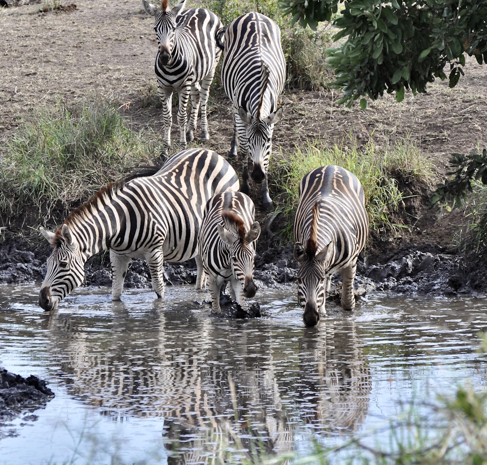 zebra drinking water on river during daytime