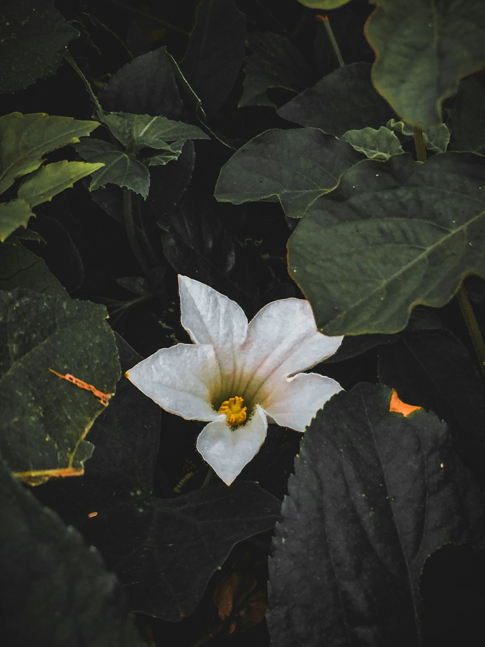 white flower with green leaves