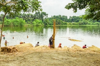 A serene riverside scene with several people engaged in harvesting activities. In the foreground, bundles of harvested plants are laid out on the sandy riverbank. People are wading in the calm water, which reflects the lush greenery of trees lining the opposite bank. The sky is overcast, adding a peaceful yet industrious atmosphere.